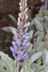 Gulf Coast lupine